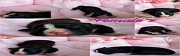 Staffordshire Bull Terrier dogs for sale: Staffordshire Bull Terrier Puppies 🐶❤️🐾 🏡  🐶 - Advert 15