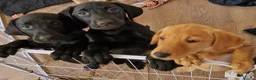 Labrador Retriever dogs for sale: Kc registered Labrador puppies  - Advert 8
