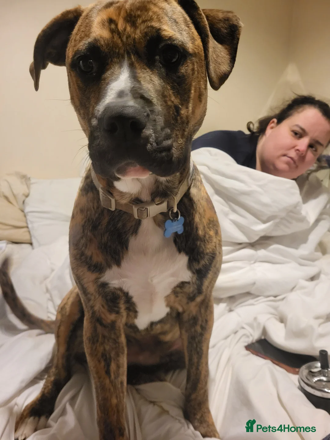 Mixed Breed dogs for sale: 8 month old staff x boxer - Advert 2