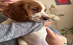 Welsh Springer Spaniel dogs for sale: Beautiful Welshie pups - Image 5