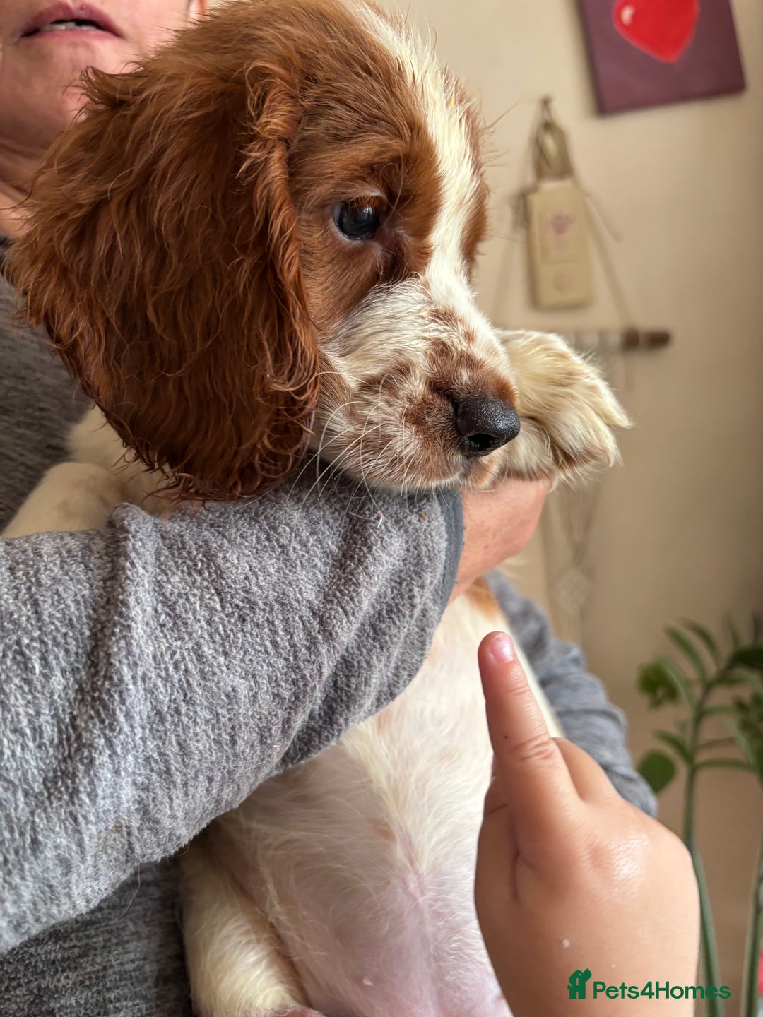 Welsh Springer Spaniel dogs for sale: Beautiful Welshie pups - Image 5