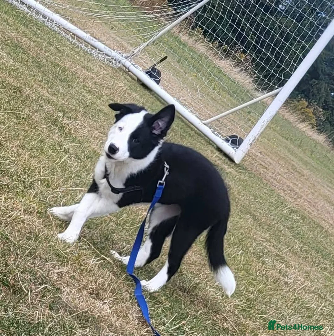 Border Collie dogs for sale: Callie needs a new home  - Advert 13