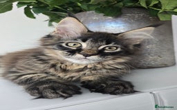 Maine Coon cats for sale: TICA registered maine coon girl READY TO NEW HOME  - Image 3