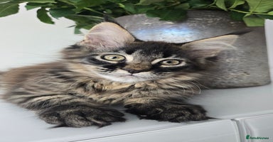 Maine Coon cats - Advert 1