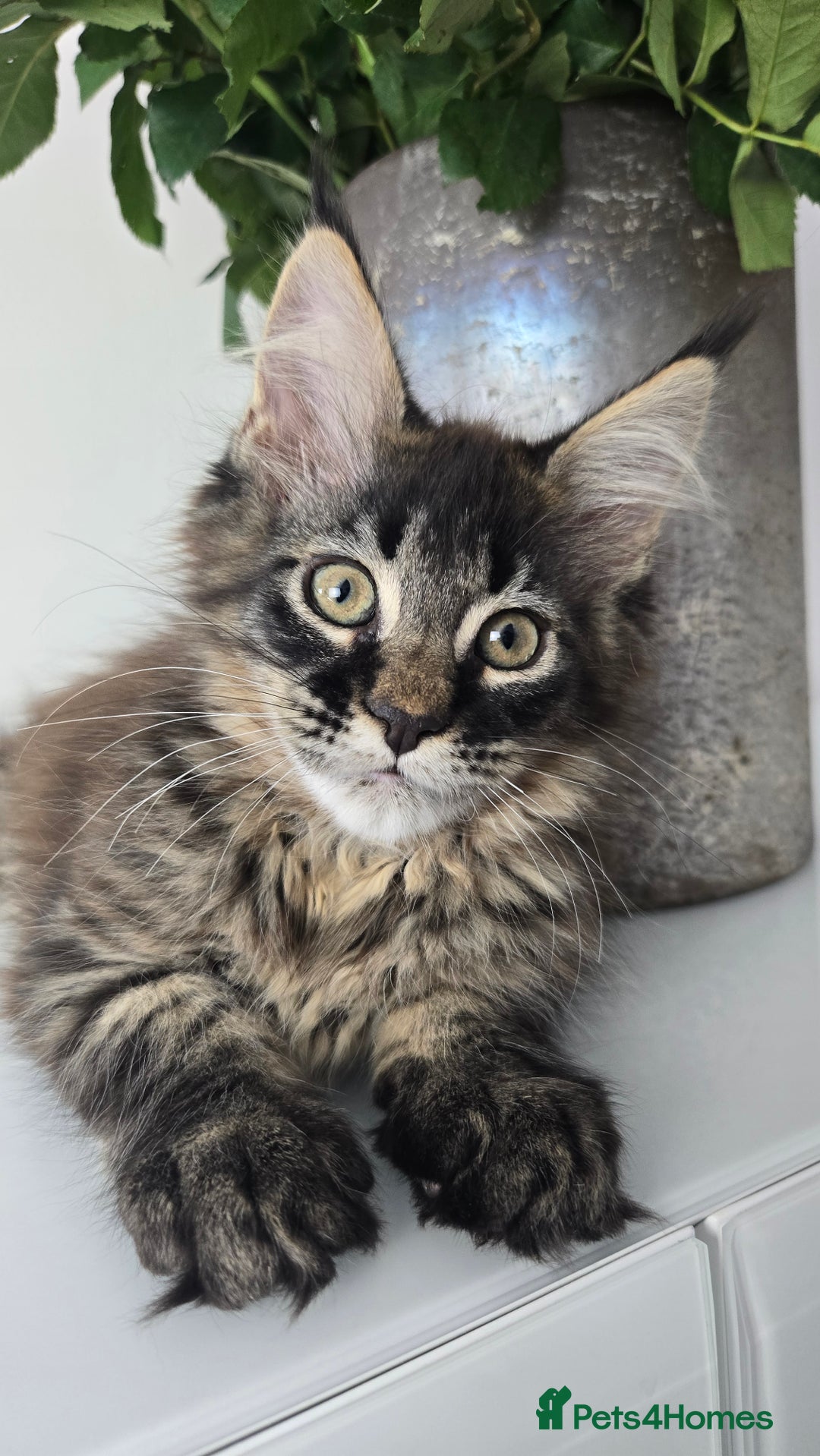 Maine Coon cats for sale: TICA registered maine coon girl READY TO NEW HOME  - Image 3