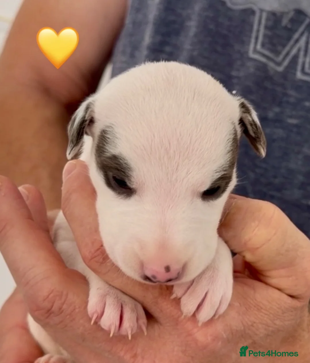 Whippet dogs for sale: KC reg healthy, sweet, gentle whippet pups - Advert 15