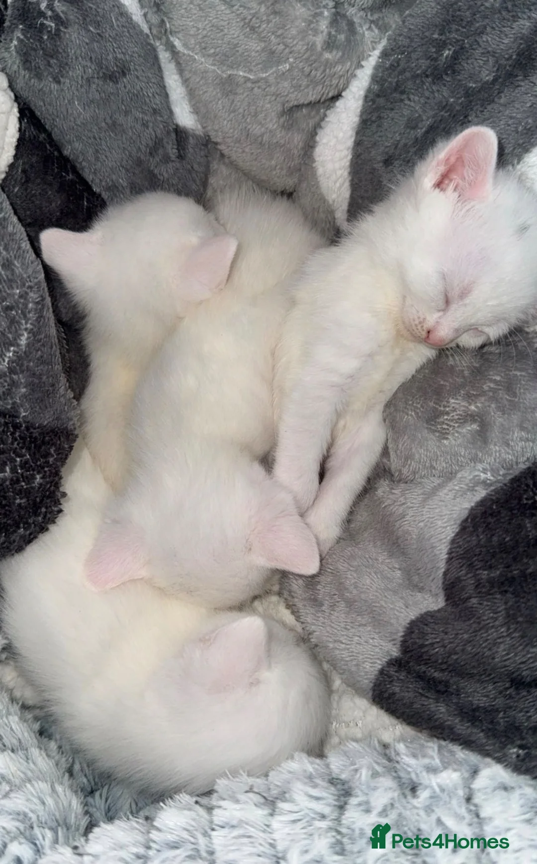 Turkish Angora cats for sale: pure white kittens for sale  in Dudley - Advert 2