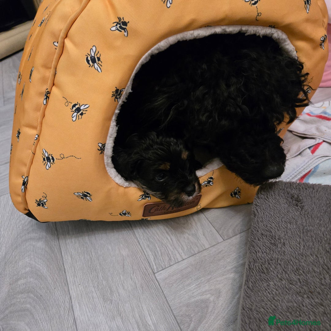 Cavapoo dogs for sale: Teddy bear F1 caverpoos  - Image 6
