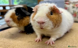 Guinea Pig rodents for sale: Teddy Guinea Pig Boars - Image 5