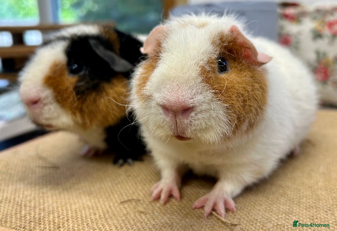 Guinea Pig rodents for sale: Teddy Guinea Pig Boars - Image 5
