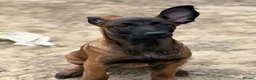 Belgian Shepherd Dog dogs for sale: Belgian Malinois Puppies - Advert 9