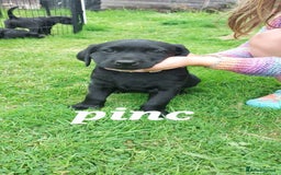 Labrador Retriever dogs for sale: Labrador puppies - Image 2