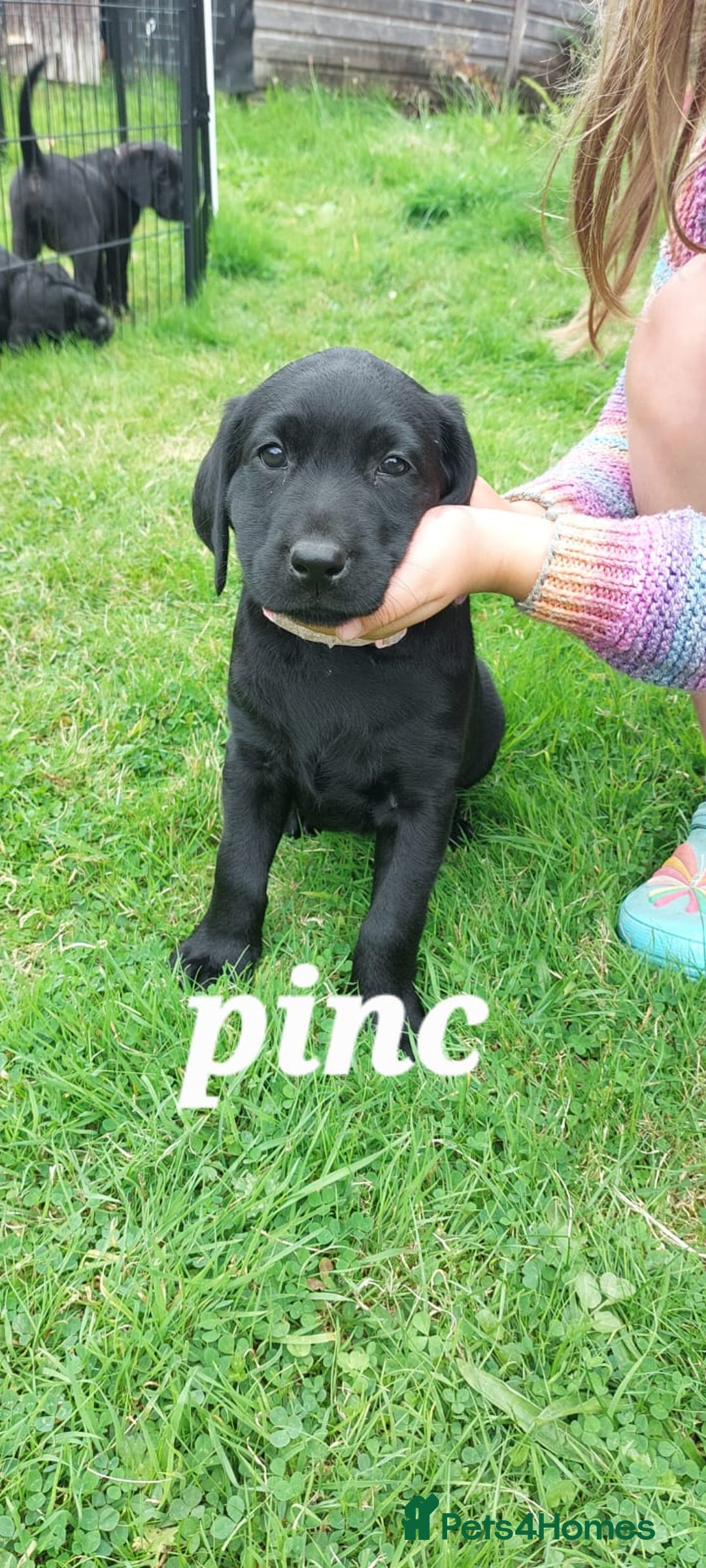 Labrador Retriever dogs for sale: Labrador puppies - Image 2