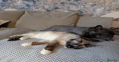 Ragdoll cats - Advert 3