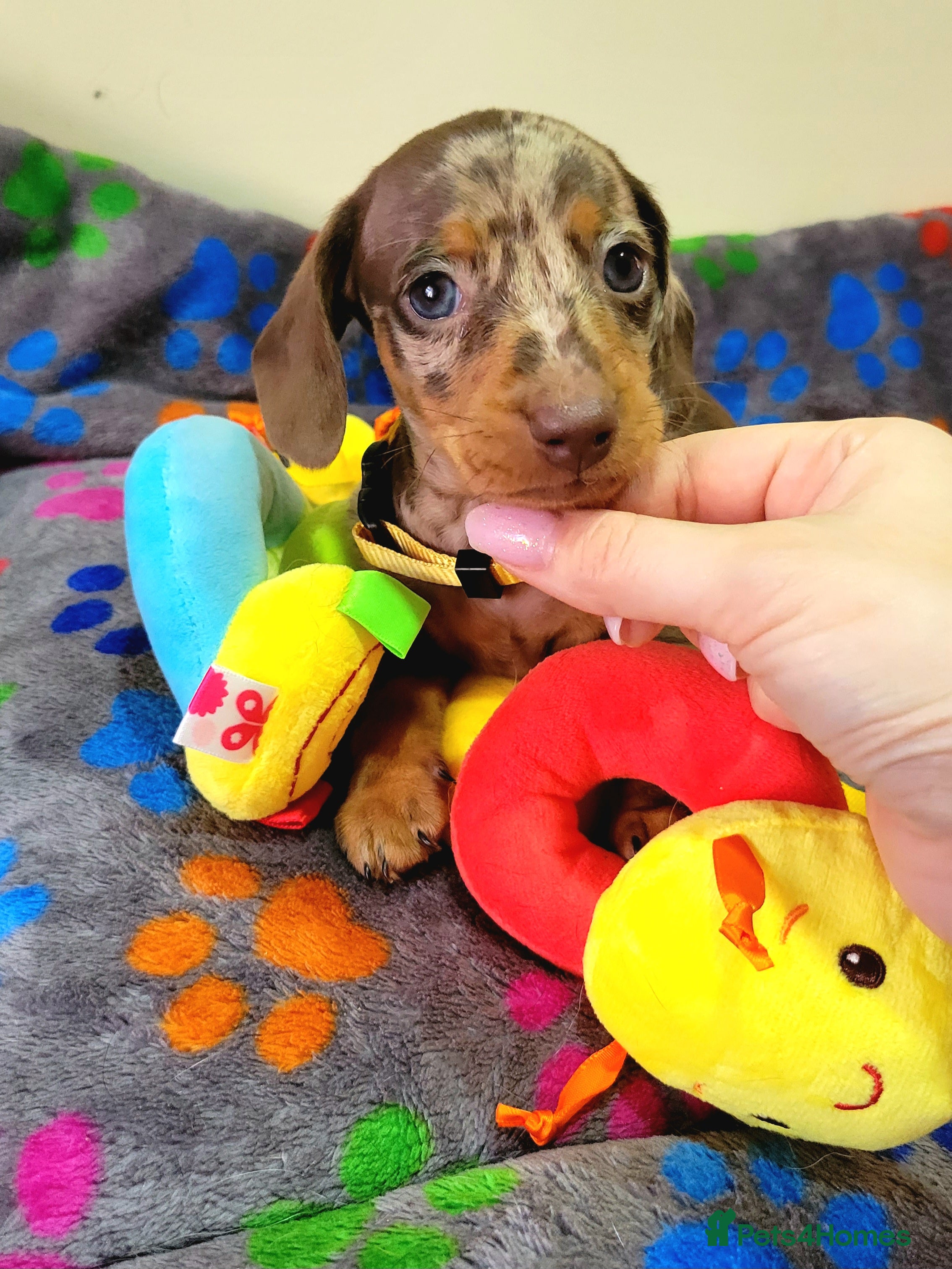 Miniature Dachshund dogs Kc Miniature  Dachshund  - Advert 3