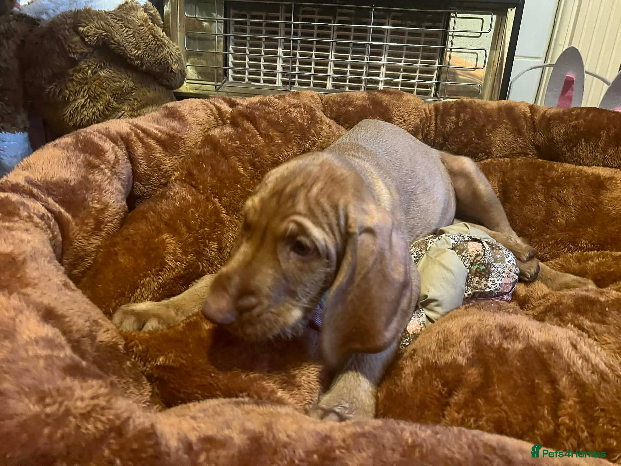 Hungarian Vizsla dogs Hungarian Vizsla Puppies-Family Raised, Ready Now - Advert 3