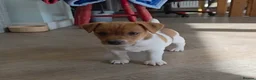 Jack Russell dogs for sale: Exquisite litter of Jack Russell Pups 🐾  - Advert 3