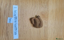 Snake reptiles for sale: Western Hognose CB25 babies UPDATED - Image 7