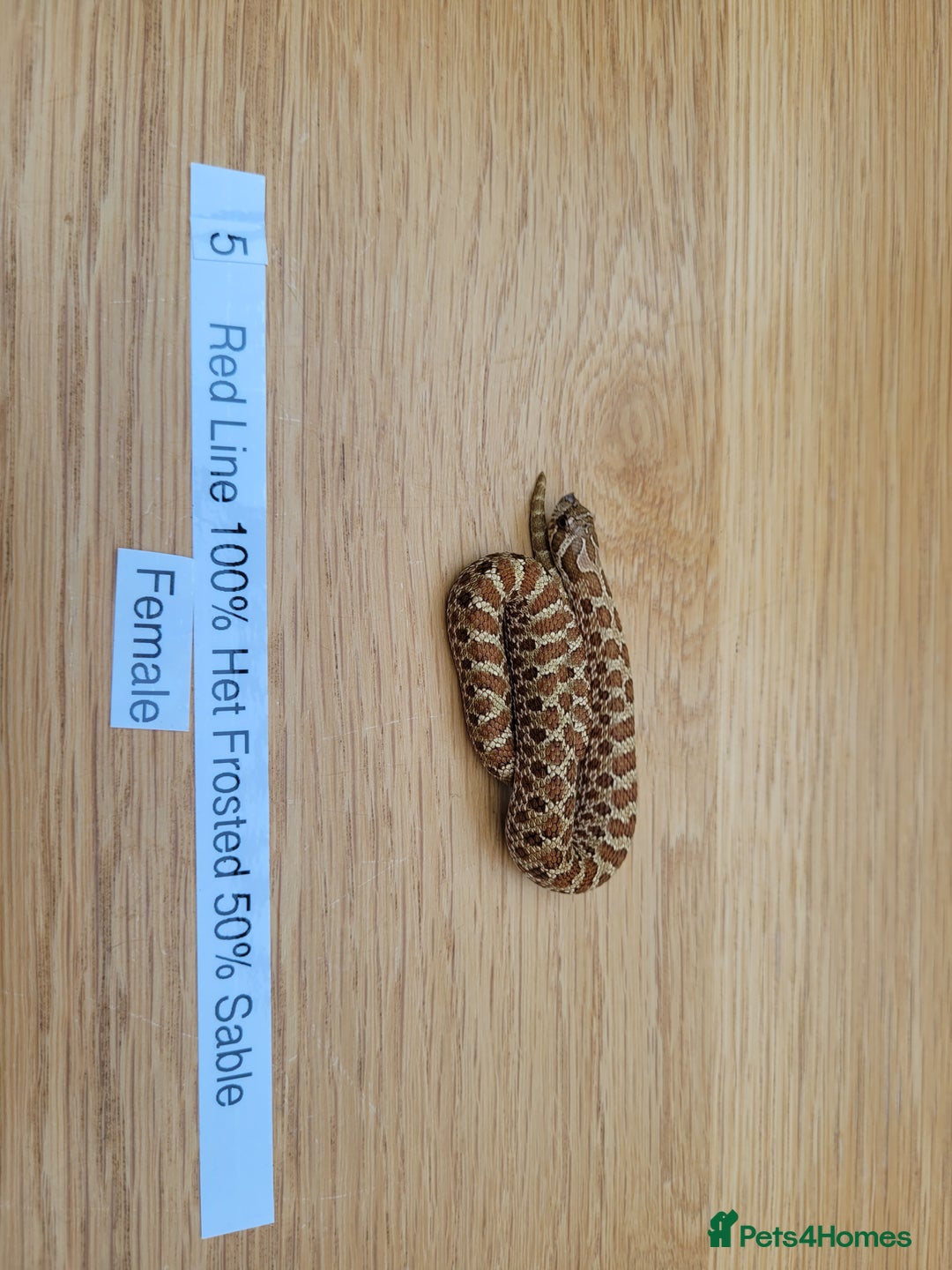 Snake reptiles for sale: Western Hognose CB25 babies UPDATED - Image 7