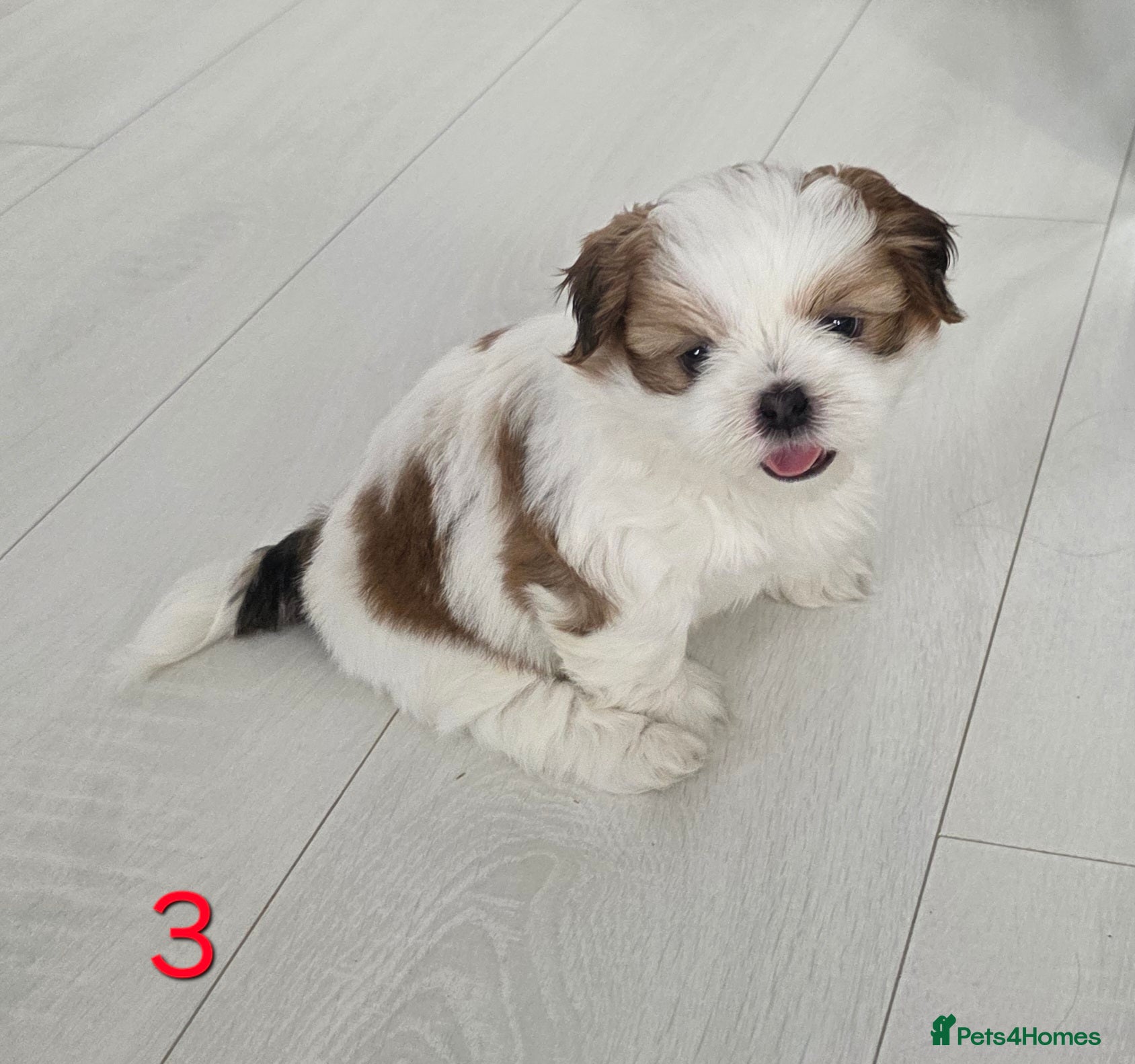 Mixed Breed dogs for sale: Beautiful 4 puppies (4 boys) - Advert 11