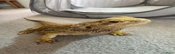 Bearded Dragon reptiles for sale: Bearded Dragon  in Chard - Advert 8