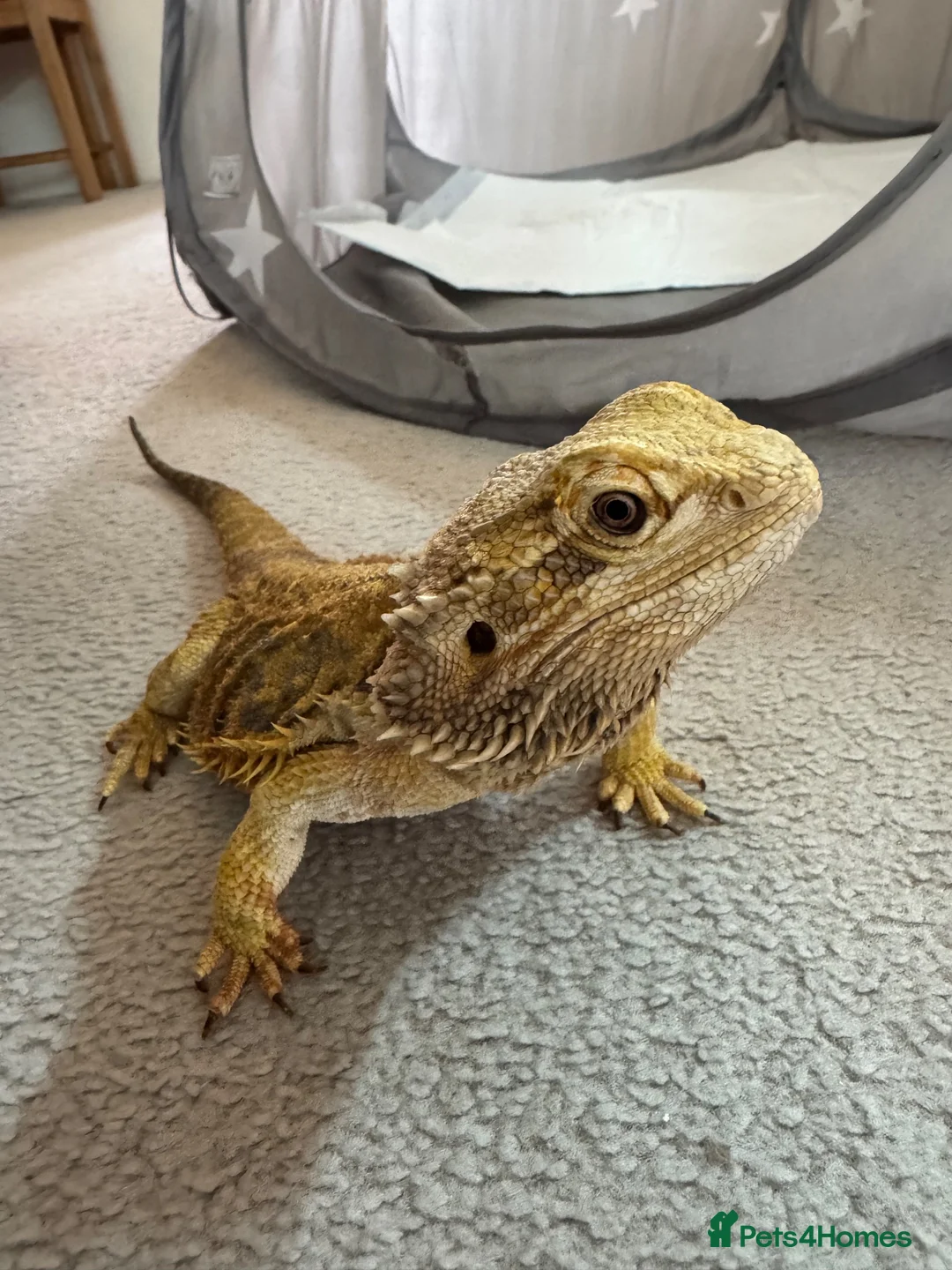 Bearded Dragon reptiles for sale: Bearded Dragon  in Chard - Advert 8