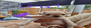 Pug 4