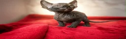 Sphynx cats for sale: Canadian sphynx kittens  - Advert 14