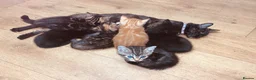 British Shorthair cats for sale: Lovely adorable Kittens FOR SALE Mixed Newquay  - Advert 9