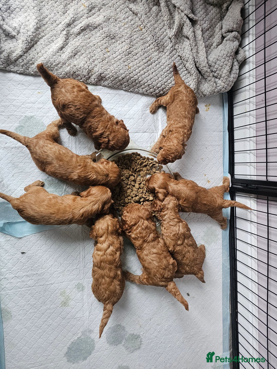 Cockapoo dogs for sale: Little teddy bears - Image 3