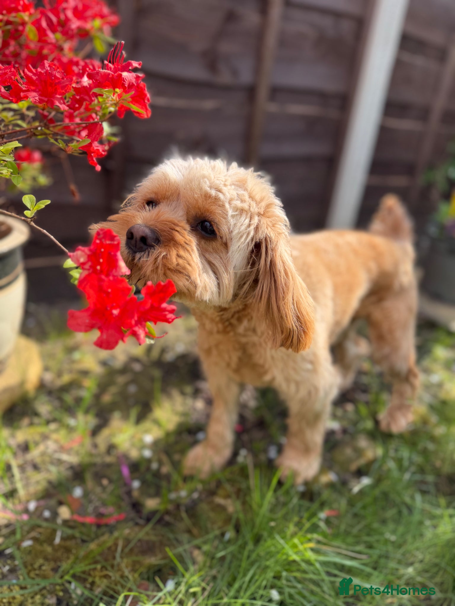 Cavapoo dogs Beautiful Red F1 Cavapoo for STUD 🐶🐾 - Advert 8