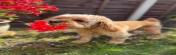 Cavapoo dogs for stud: Beautiful Red F1 Cavapoo for STUD 🐶🐾 - Advert 1