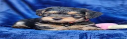 Jack Russell dogs for sale: Beautiful Litter of Jack Russell Puppies  - Advert 17