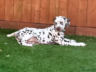 Dalmatian dogs READY NOW just 3 boys remaining - Advert 4