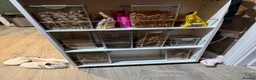 Lorikeets birds for sale: 2 bonded kakarikis - Advert 6