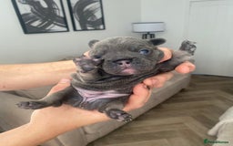 French Bulldog dogs for sale: Female French Bulldogs  - Image 7