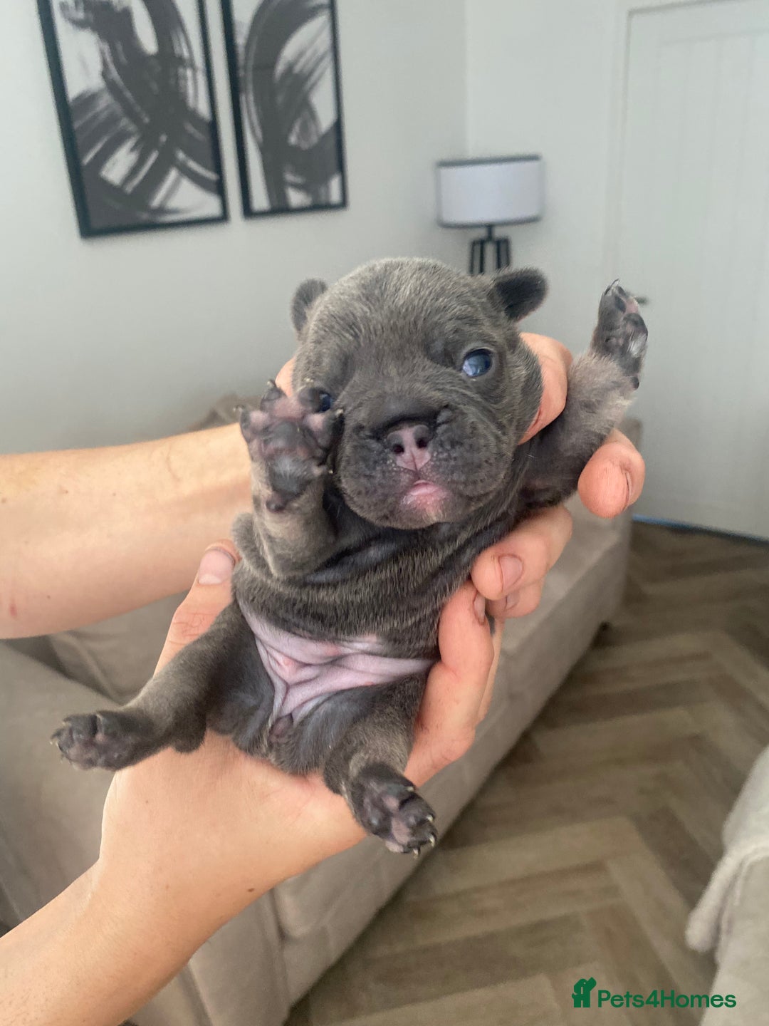 French Bulldog dogs for sale: Female French Bulldogs  - Image 7