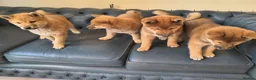 Japanese Shiba Inu dogs for sale: Pure Breed Japanese Shiba Inu Puppies  in Goole - Advert 34