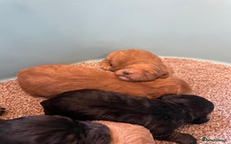 Cockapoo dogs for sale: Outstanding F1 cockapoo - Advert 20