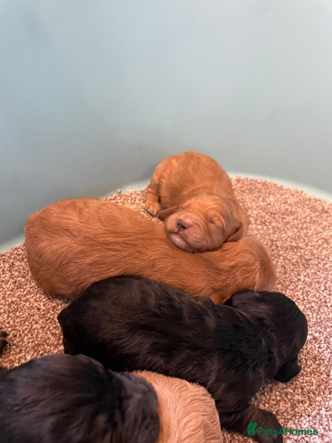 Cockapoo dogs for sale: Outstanding F1 cockapoo - Advert 20