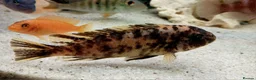 Cichlids fish for sale: African cichlids - Advert 3