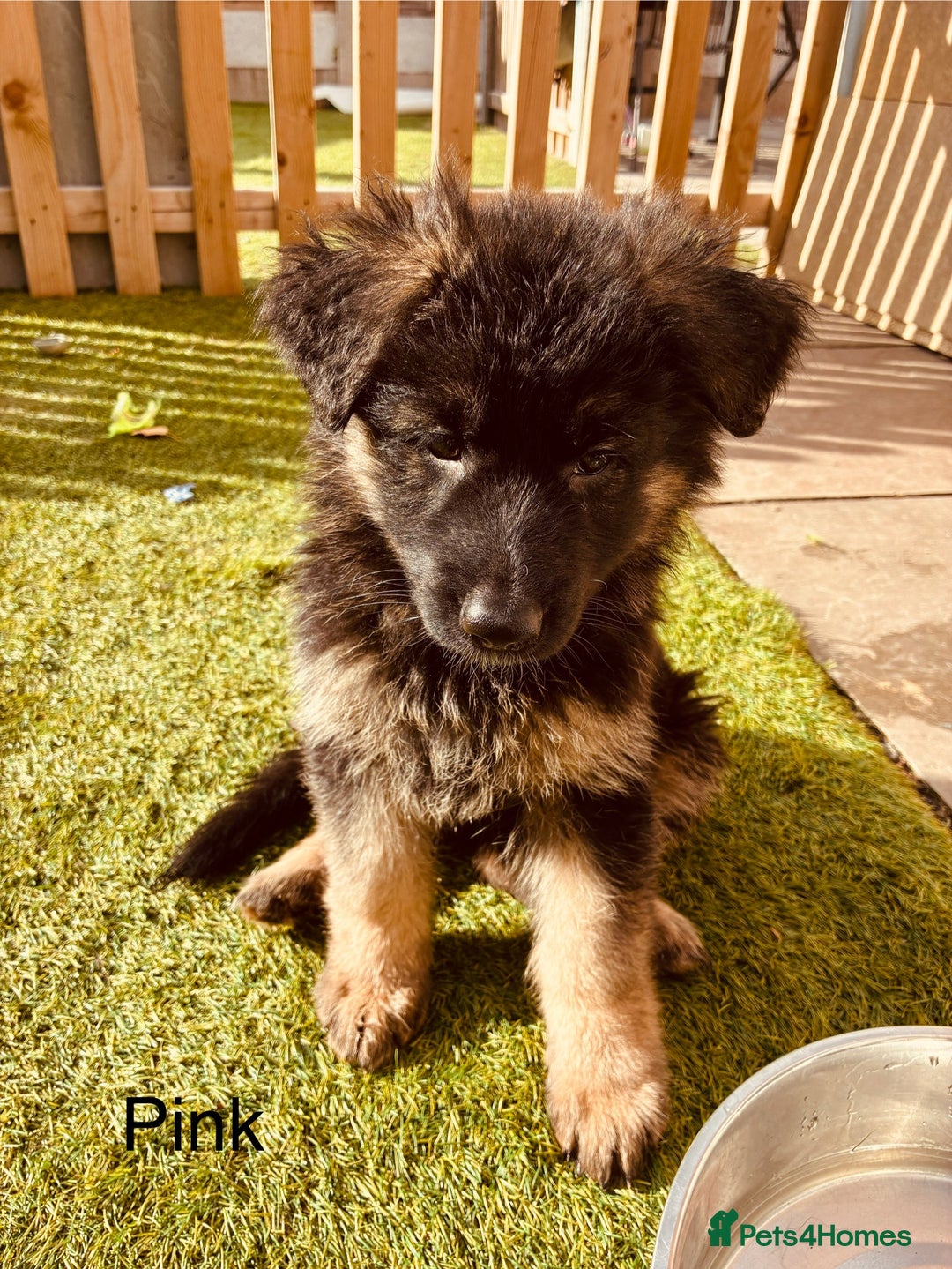 German Shepherd dogs for sale: German Shepherd pups for sale  - Image 9