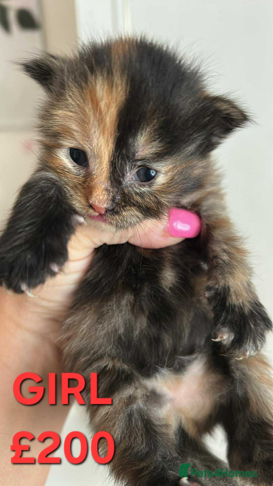 Mixed Breed cats for sale: Beautiful kittens looking for their forever homes - Image 1