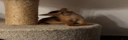 Abyssinian cats for sale: Abyssinian champion line kittens🏆 - Advert 6