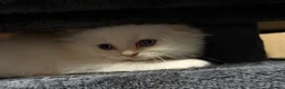 Scottish Fold cats for sale: Fold & Straight Kittens Looking for Loving Homes - Advert 19