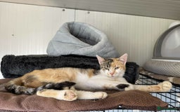 Mixed Breed cats for adoption: Laurie - Brandon Suffolk  - Image 7