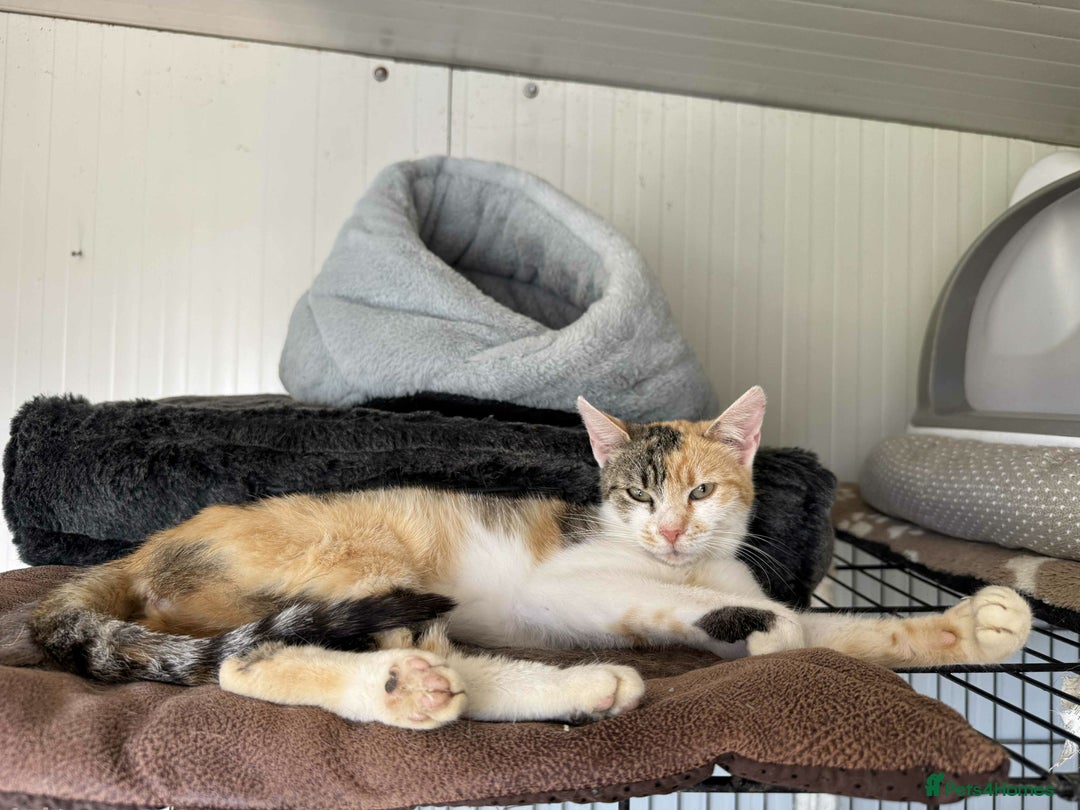 Mixed Breed cats for adoption: Laurie - Brandon Suffolk  - Image 7