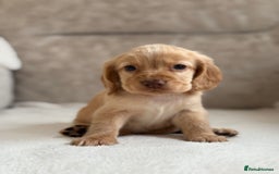 Cocker Spaniel dogs for sale: Stunning cocker spaniel puppies  - Image 6