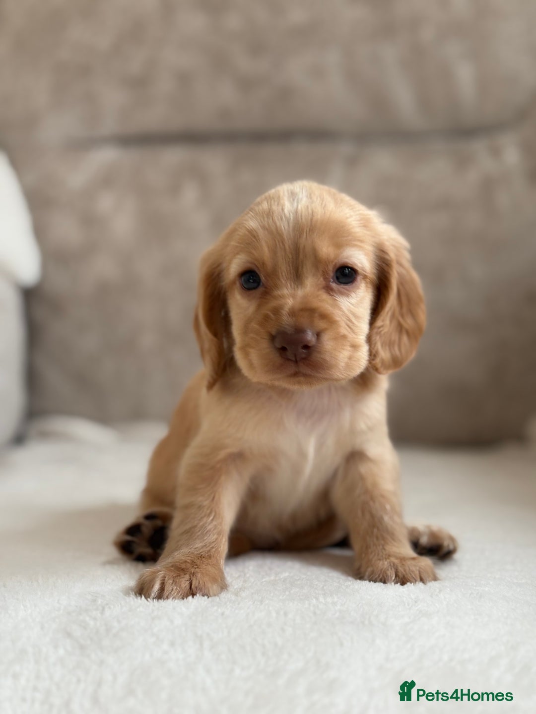 Cocker Spaniel dogs for sale: Stunning cocker spaniel puppies  - Image 6