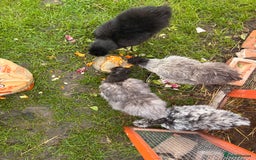 Chickens poultry for sale: Silkie chickens  - Image 1